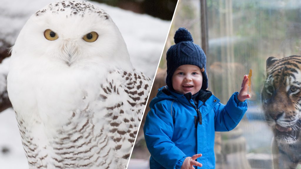 Kerstvakantie DierenPark Amersfoort