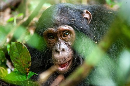 Gorilla
