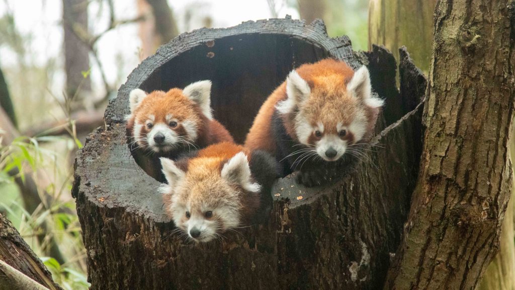 Rode panda's samen
