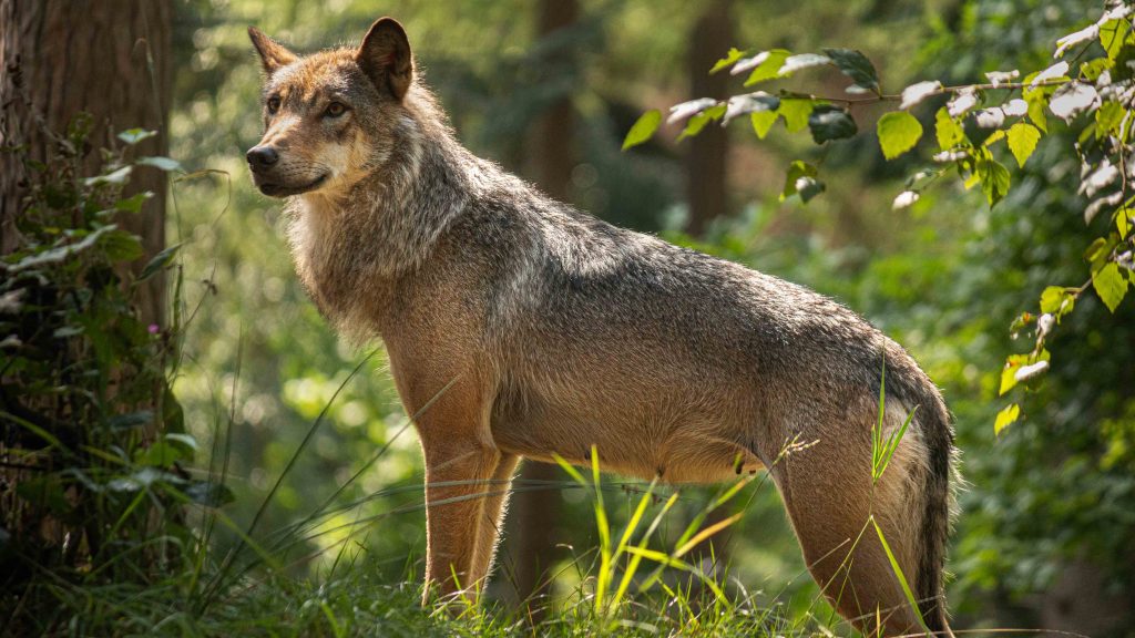 Wolf (2) - Nederlandse natuur - DierenPark Amersfoort