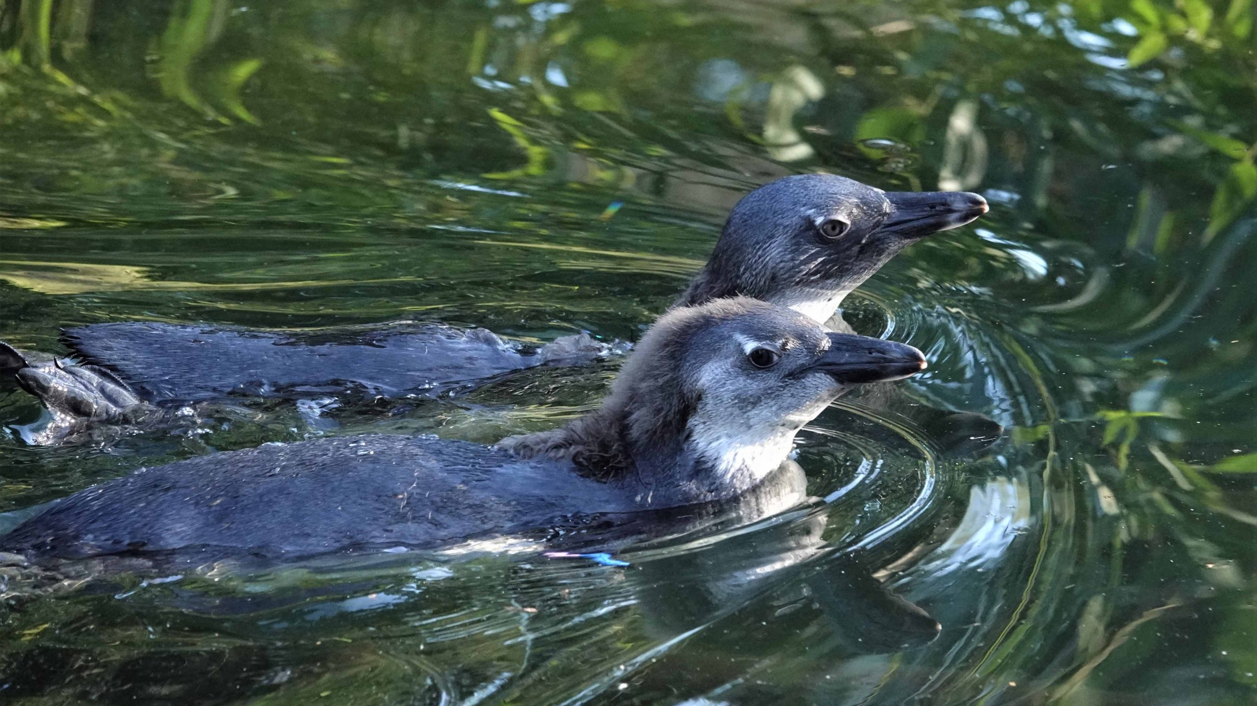 De twee pasgeboren zwartvoetpinguïnkuikens hebben voor het eerst het water getrotseerd in DierenPark Amersfoort