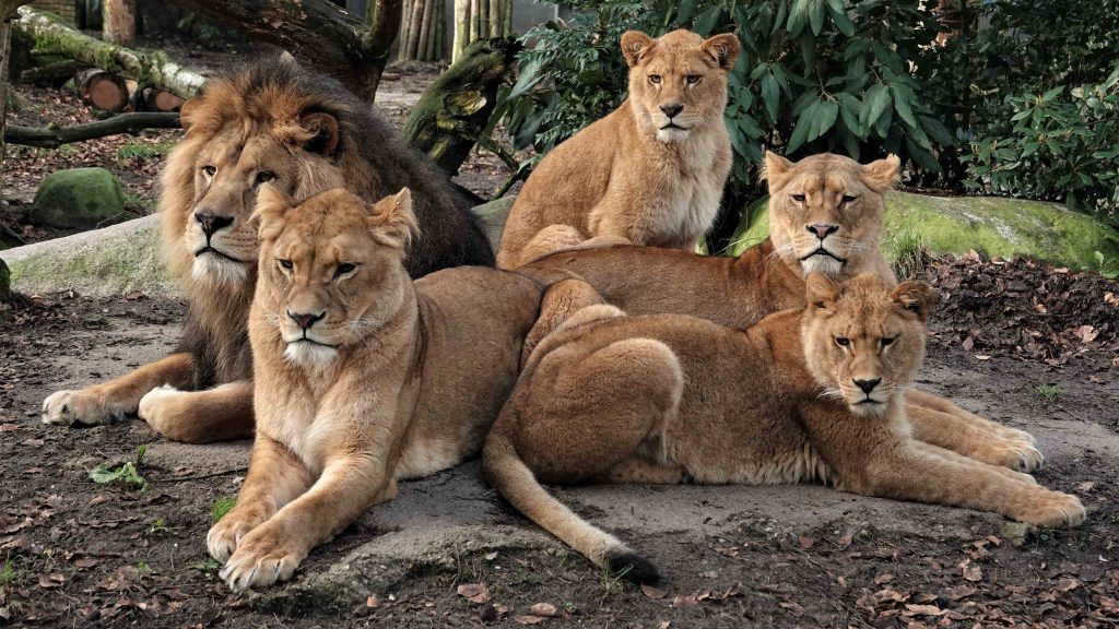 Leeuwengroep