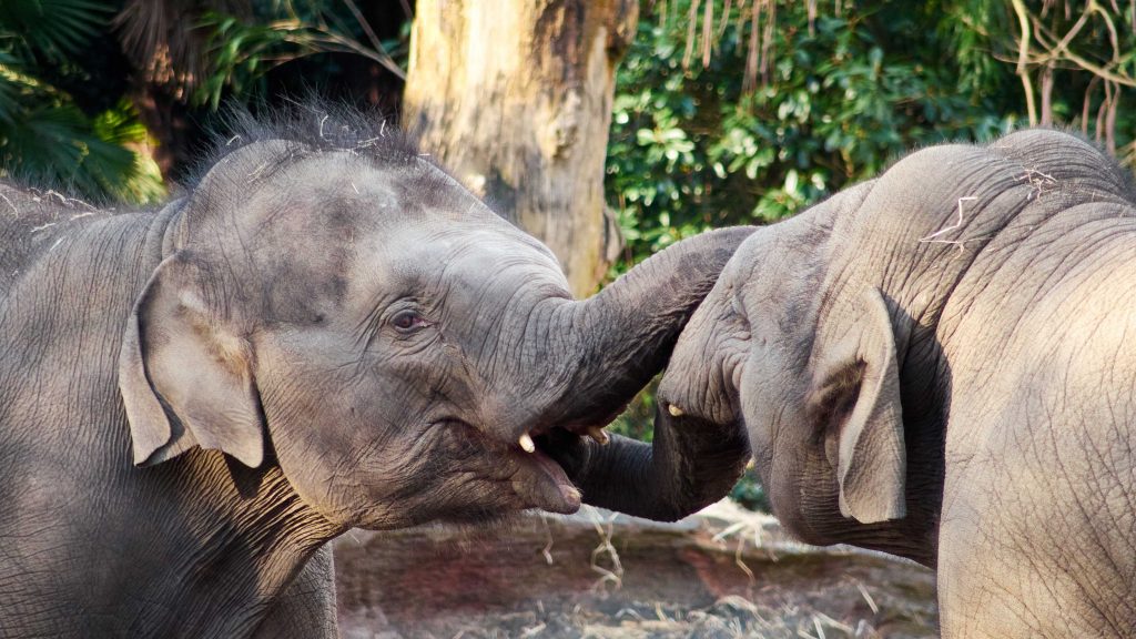 Thabo en Yunha olifanten