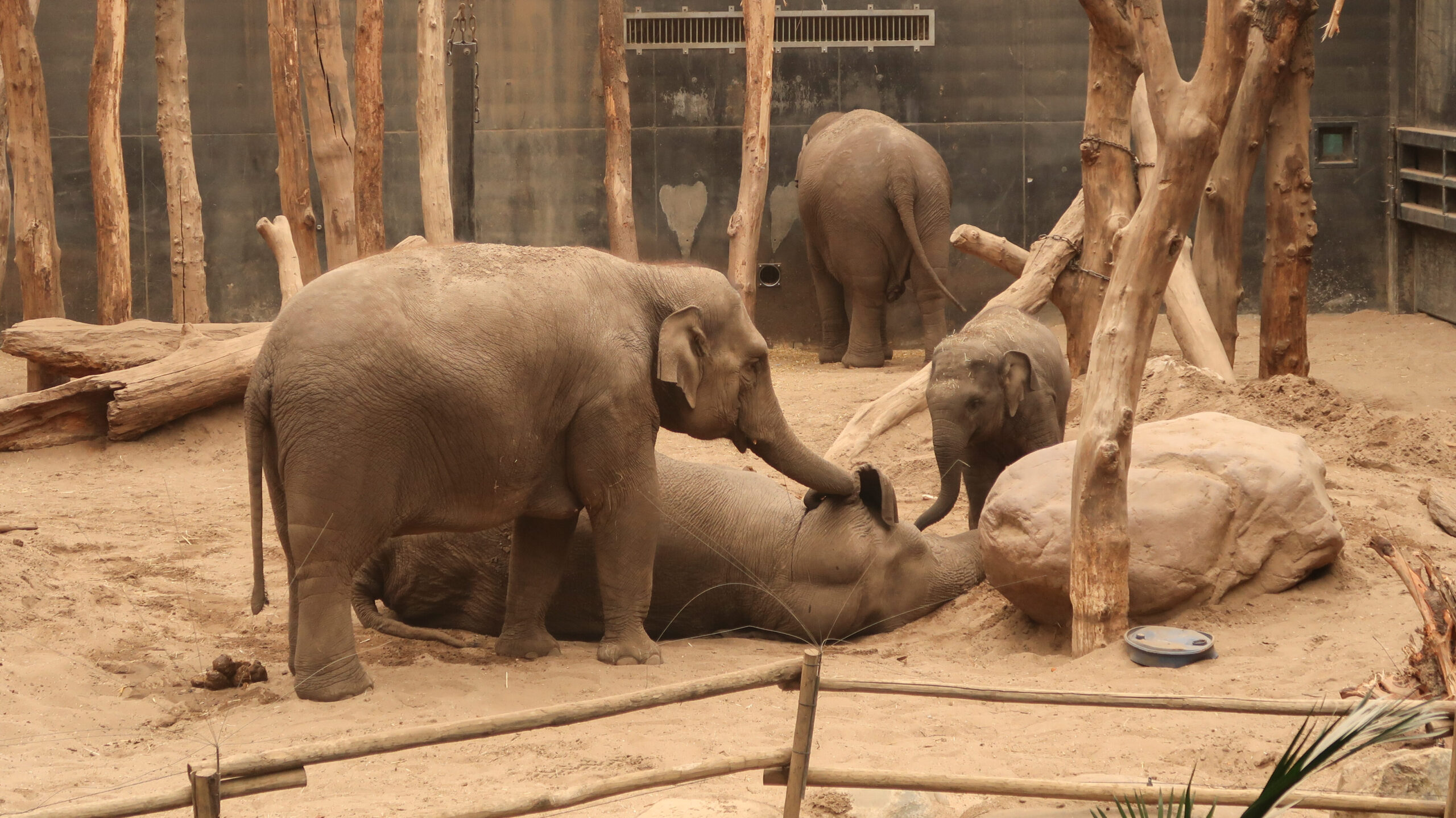 Rouwende olifanten in DierenPark Amersfoort