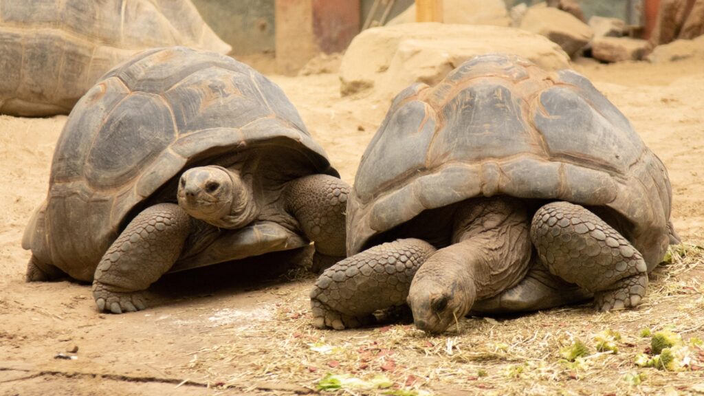 Aldabra reuzenschildpadden