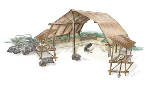 Reis door de tijd in het vernieuwde Dinobos | Blog: Projectleider Hylke