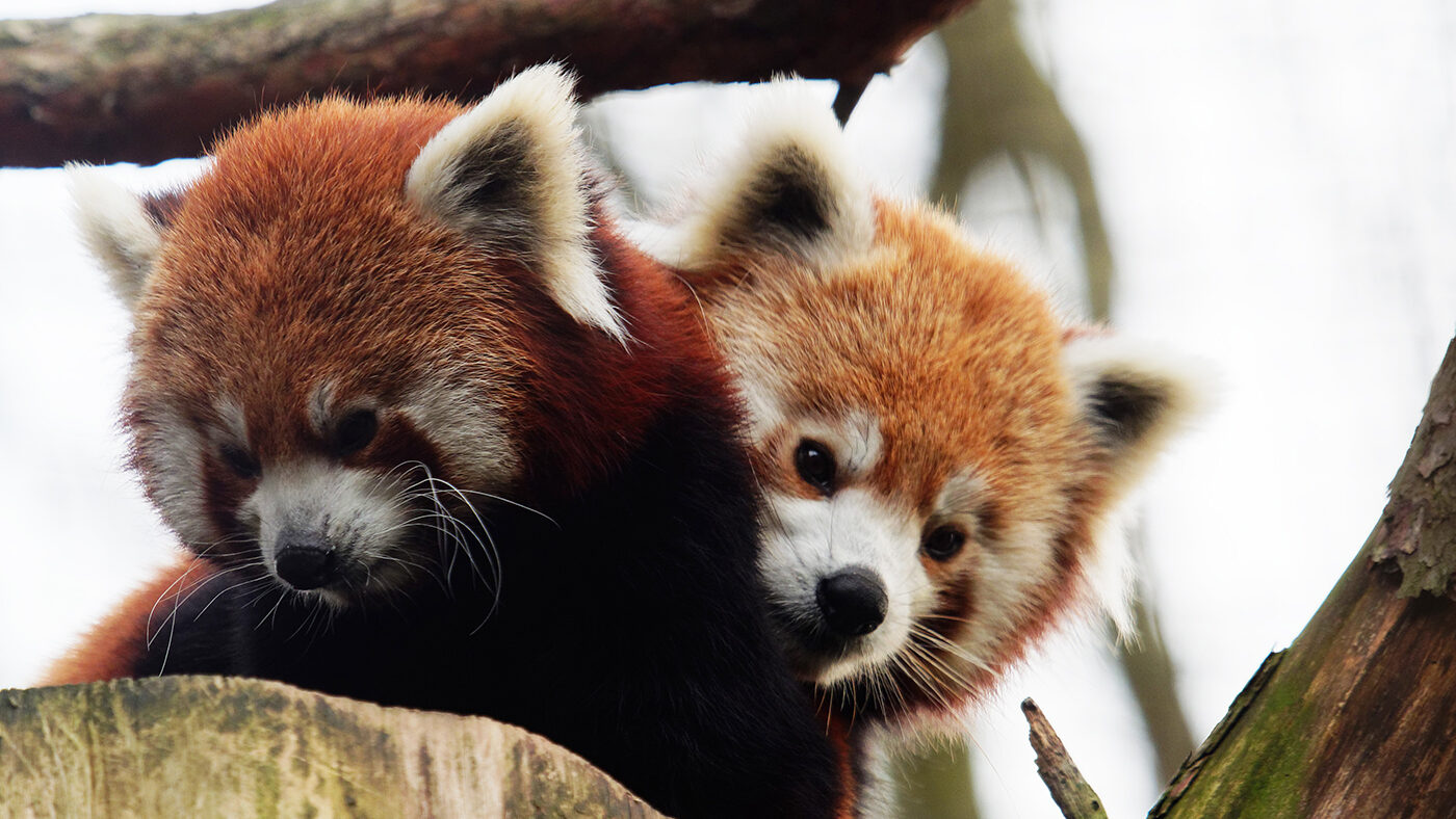 Bezoekers kunnen het rode pandakoppel bewonderen in DierenPark Amersfoort