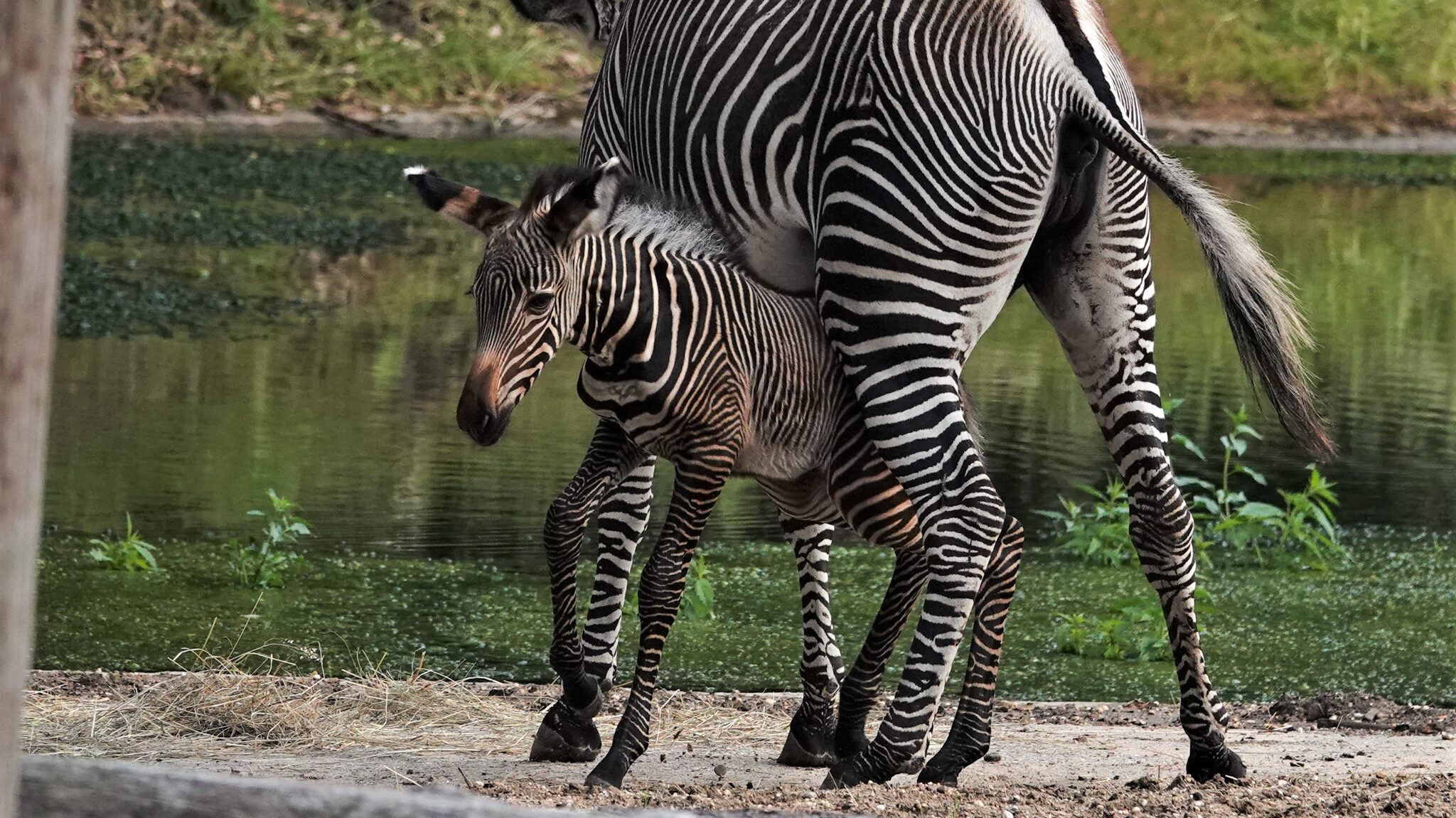 Het zebraveulen dat in juni in DierenPark Amersfoort is geboren is een vrouwtje en heeft de naam Zuri gekregen