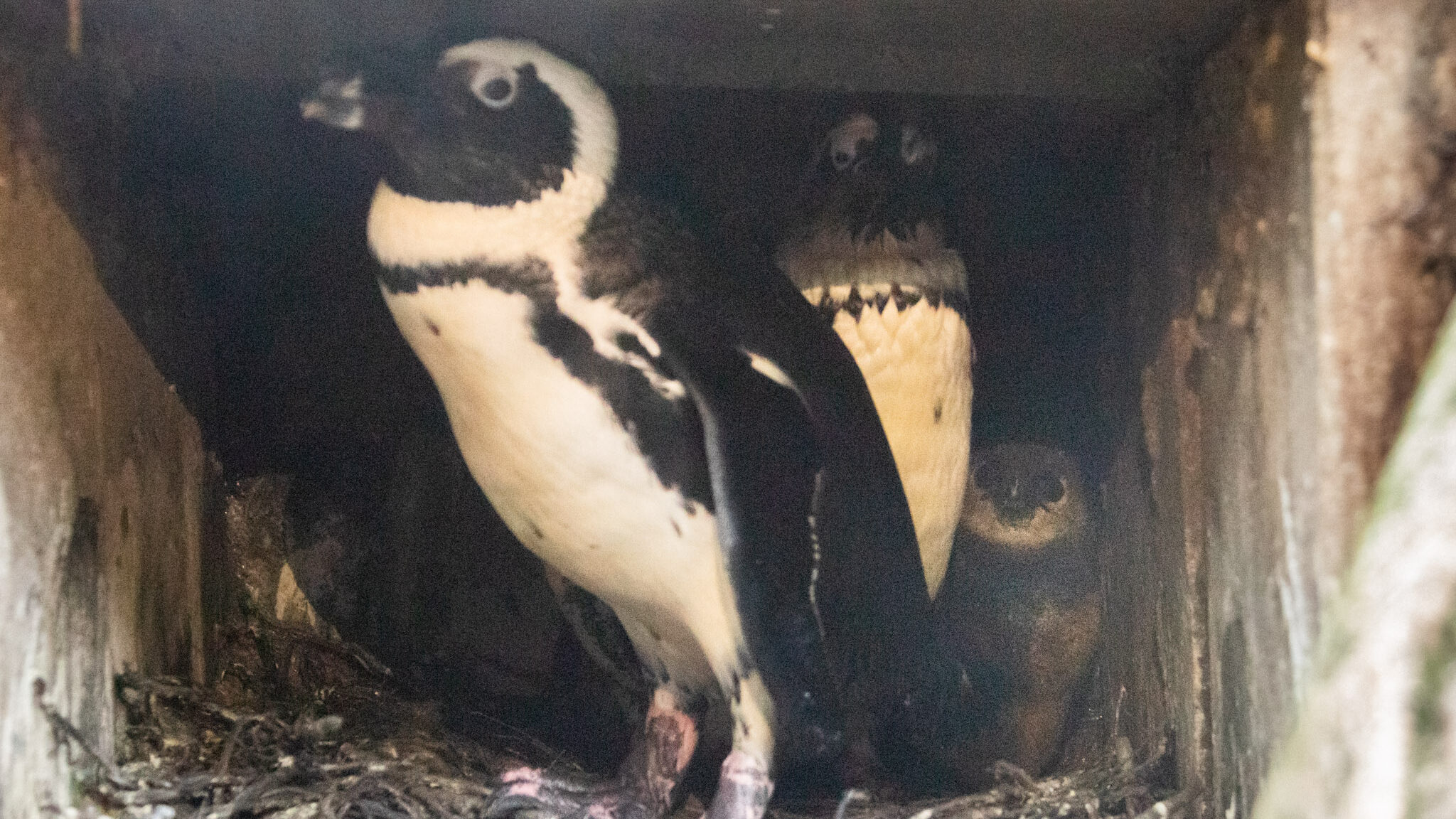Na zo’n kleine veertig dagen zijn de pinguïnkuikens uit hun eieren gekropen.