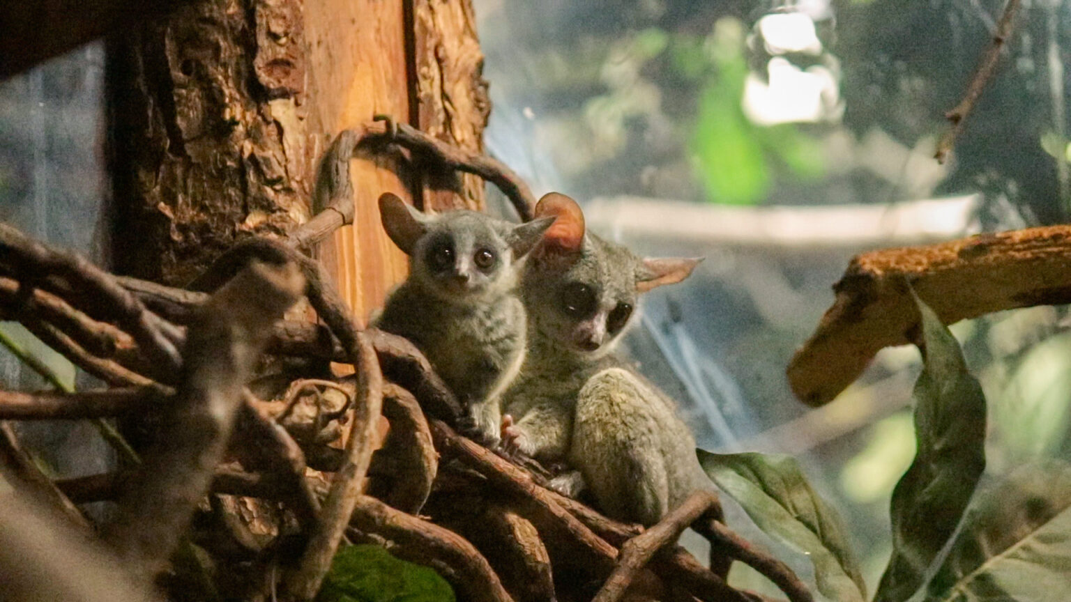 Tweeling galago-apen geboren | DierenPark Amersfoort
