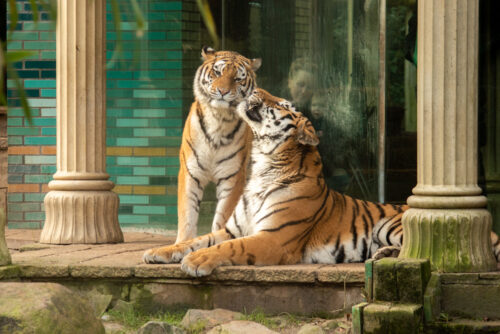 Cupido schiet raak: eerste dekkingen bij tijgers in DierenPark