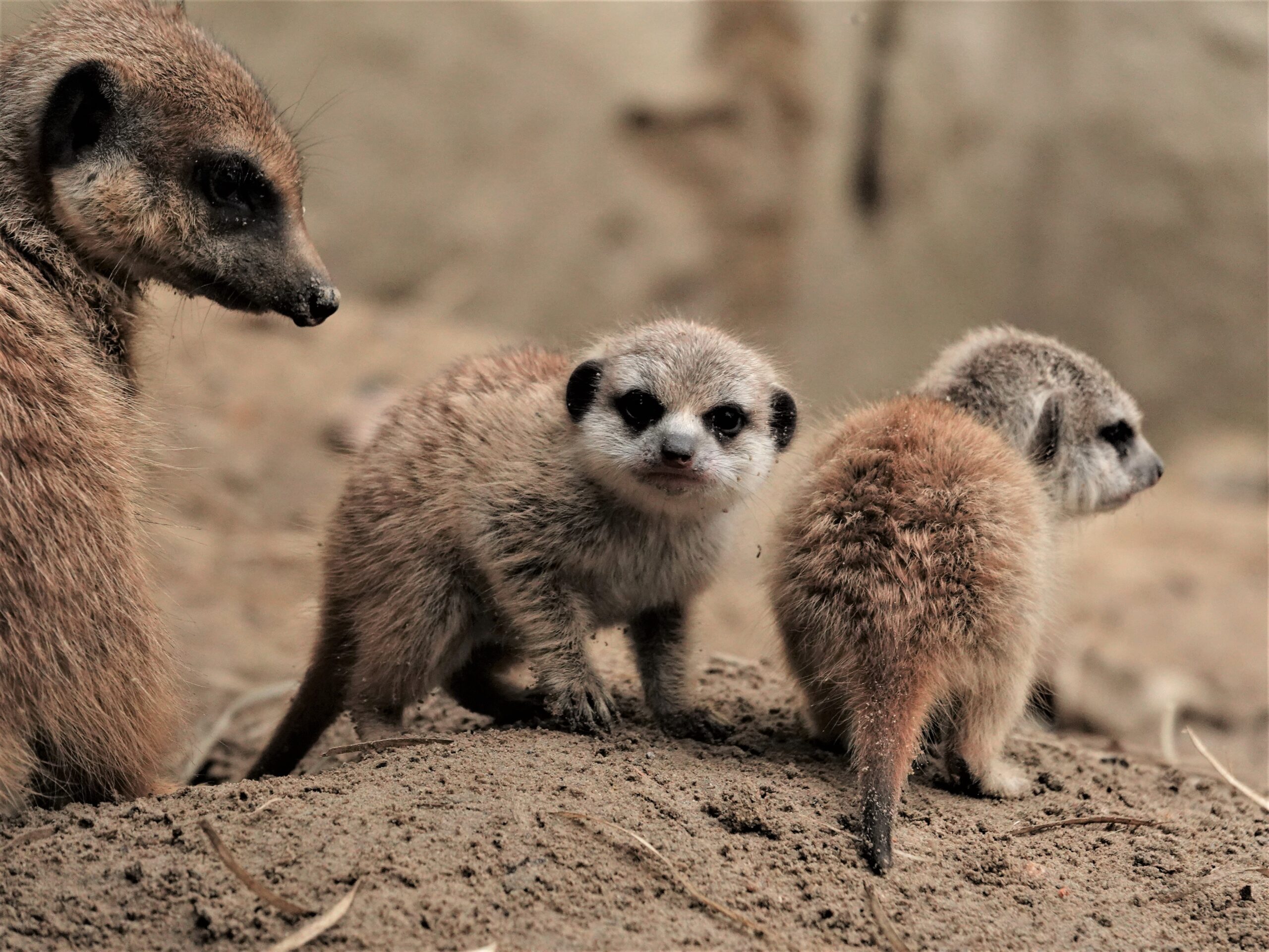 Drie stokstaartjes geboren DierenPark Amersfoort