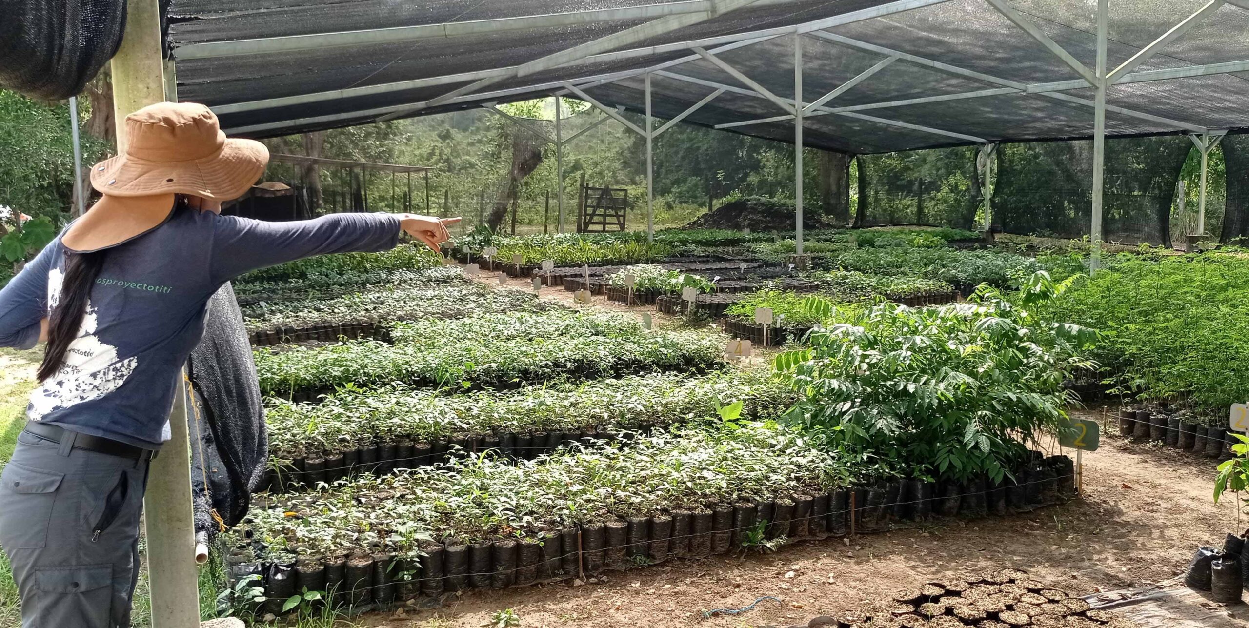 Meer dan duizend bomen geplant dankzij bezoeker in Colombia door petflessenactie DierenPark Amersfoort Wildlife Fund