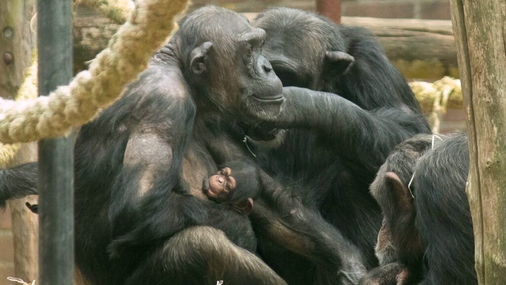 Chimpansee geboren in DierenPark Amersfoort