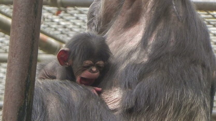 Chimpansee geboren in DierenPark Amersfoort