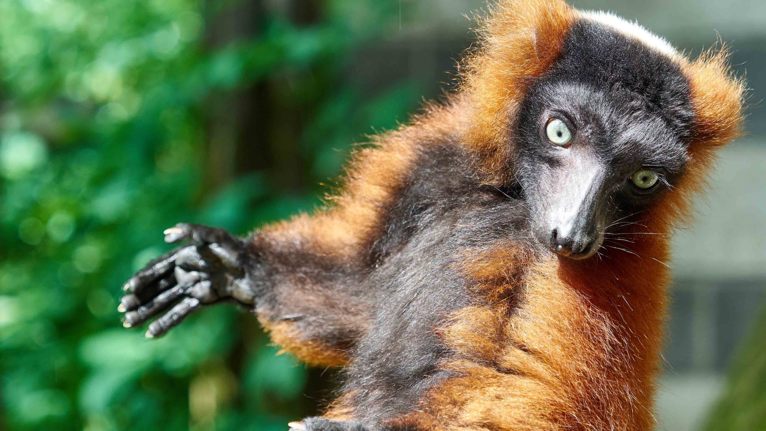 Nieuw diersoort: DierenPark Amersfoort verwelkomt vijf rode vari’s