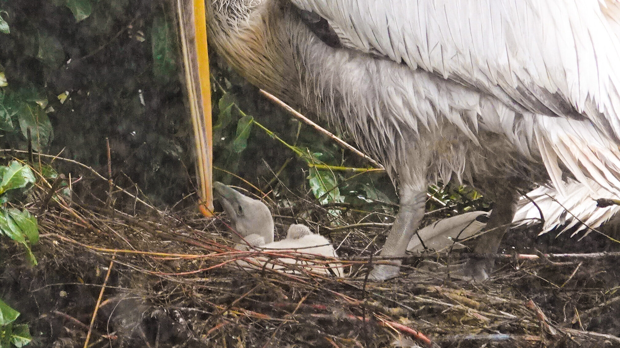 Allereerste pelikanenkuiken uit ei gekropen in DierenPark Amersfoort