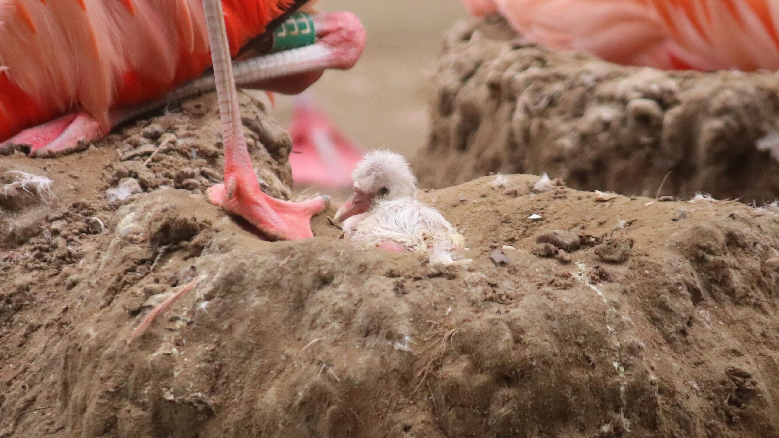 Na vijf jaar flamingo-ei uitgekomen in DierenPark Amersfoort