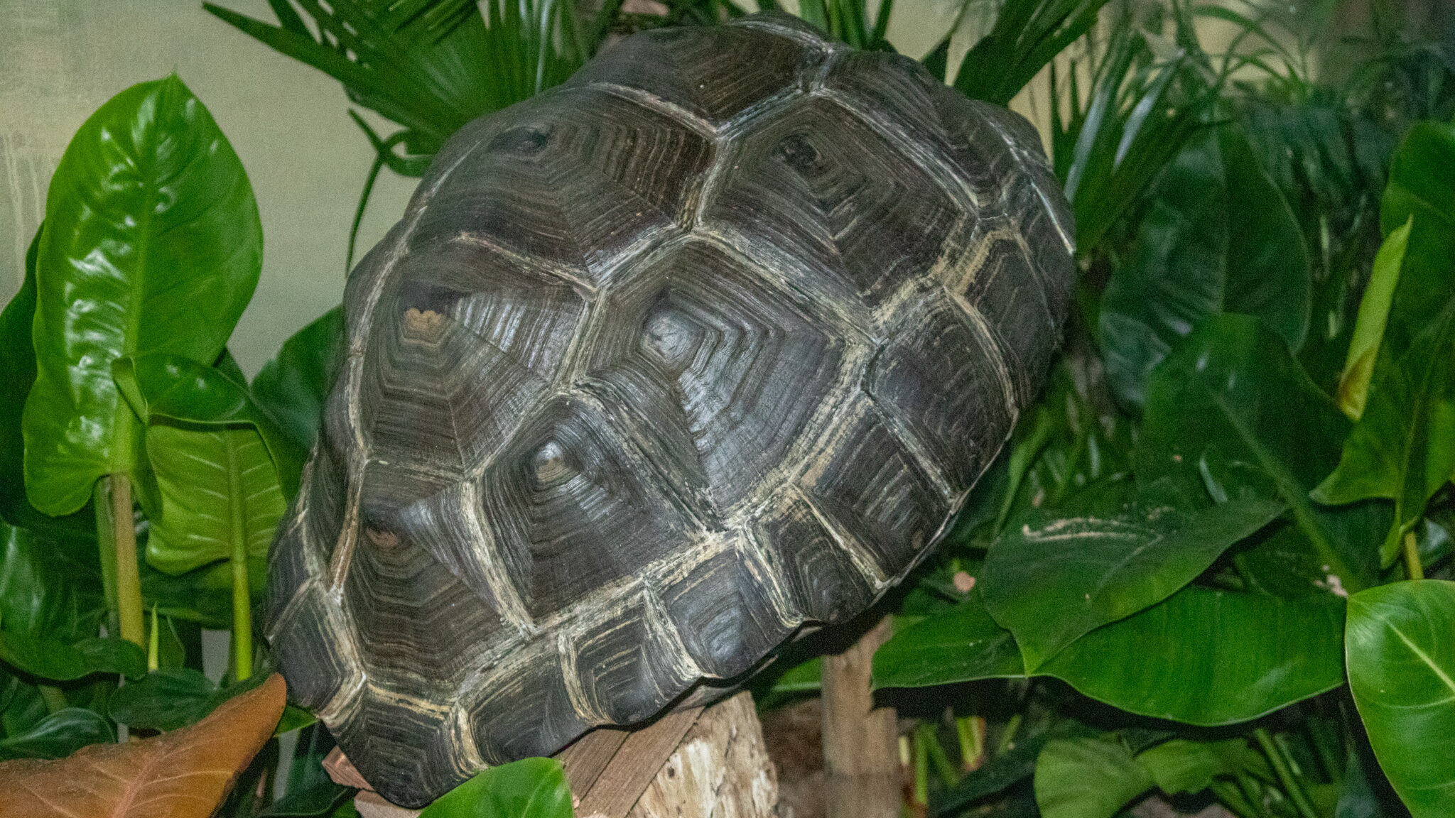 Schildpaddenhuis - DierenPark Amersfoort