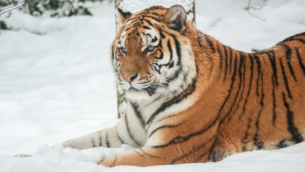 5 dieren die gek zijn op de sneeuw