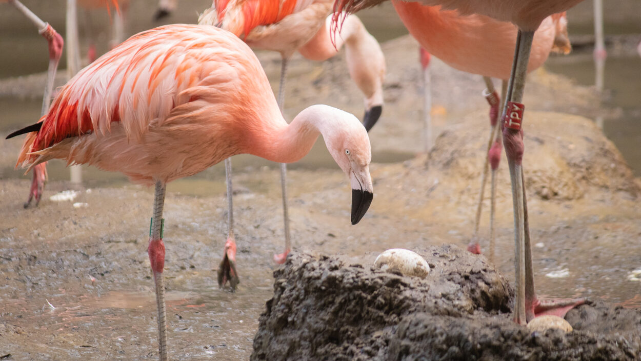 Eieren bij flamingo's