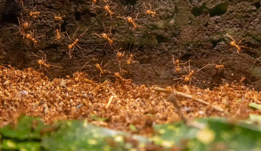 Nieuwe mierenkolonie | DierenPark Amersfoort