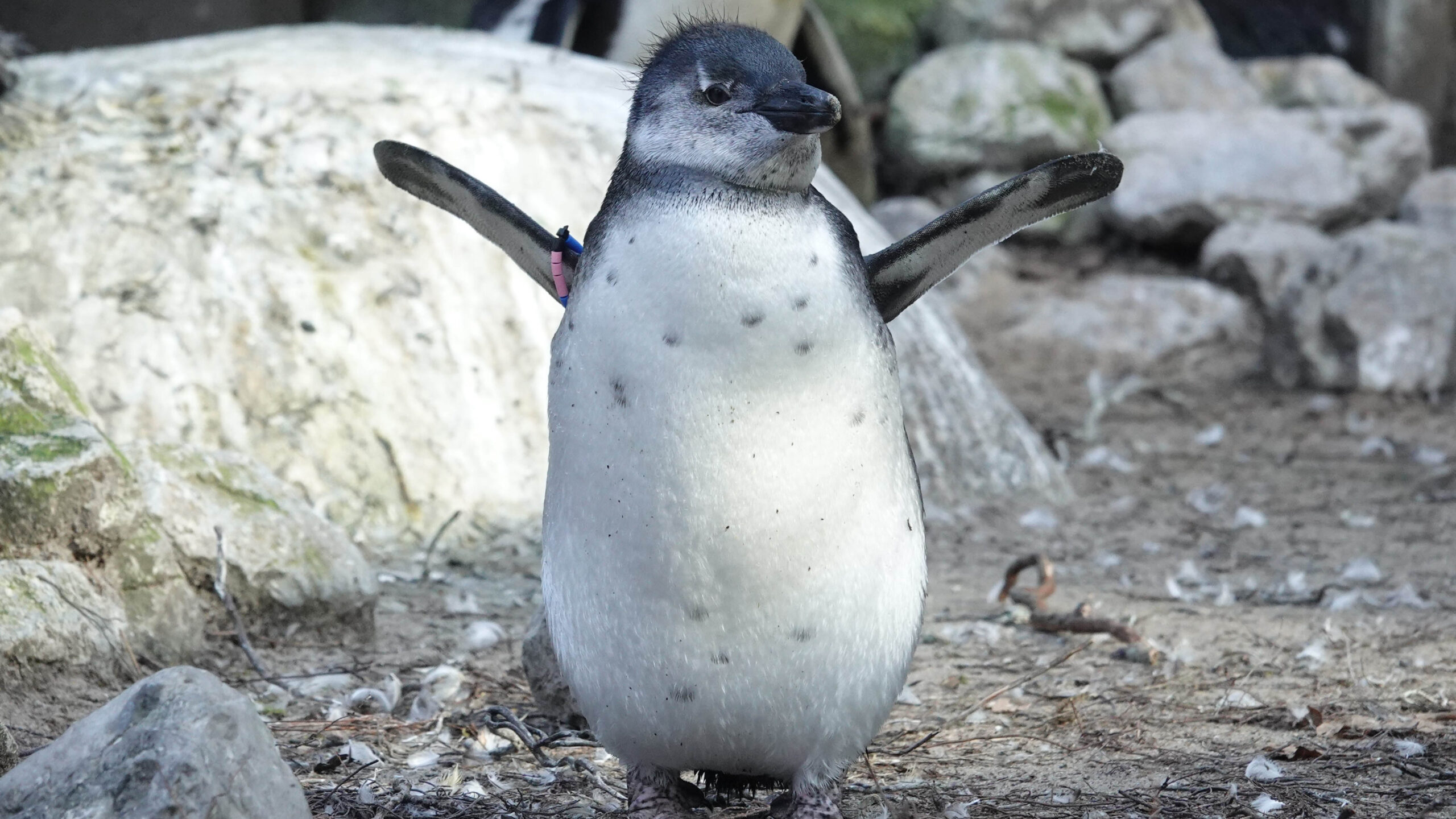 Pinguïnweekend