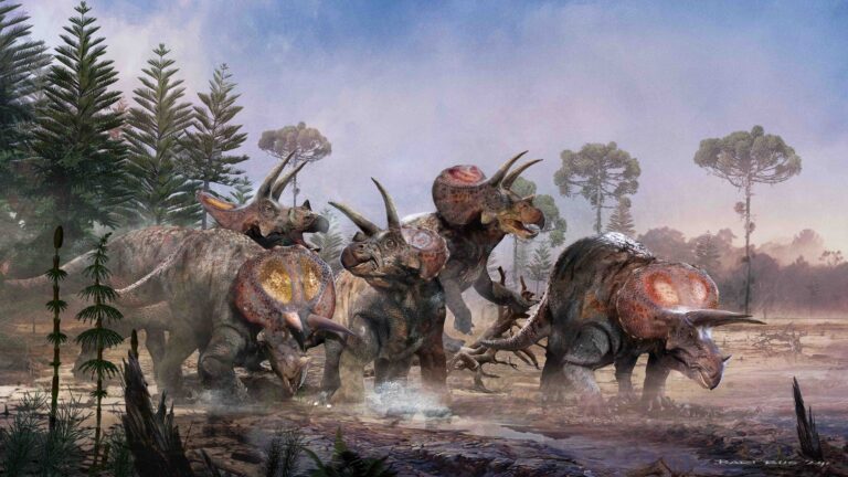 Triceratops: alleen of in groepen? | Blog: Jimmy de Rooij | DierenPark ...