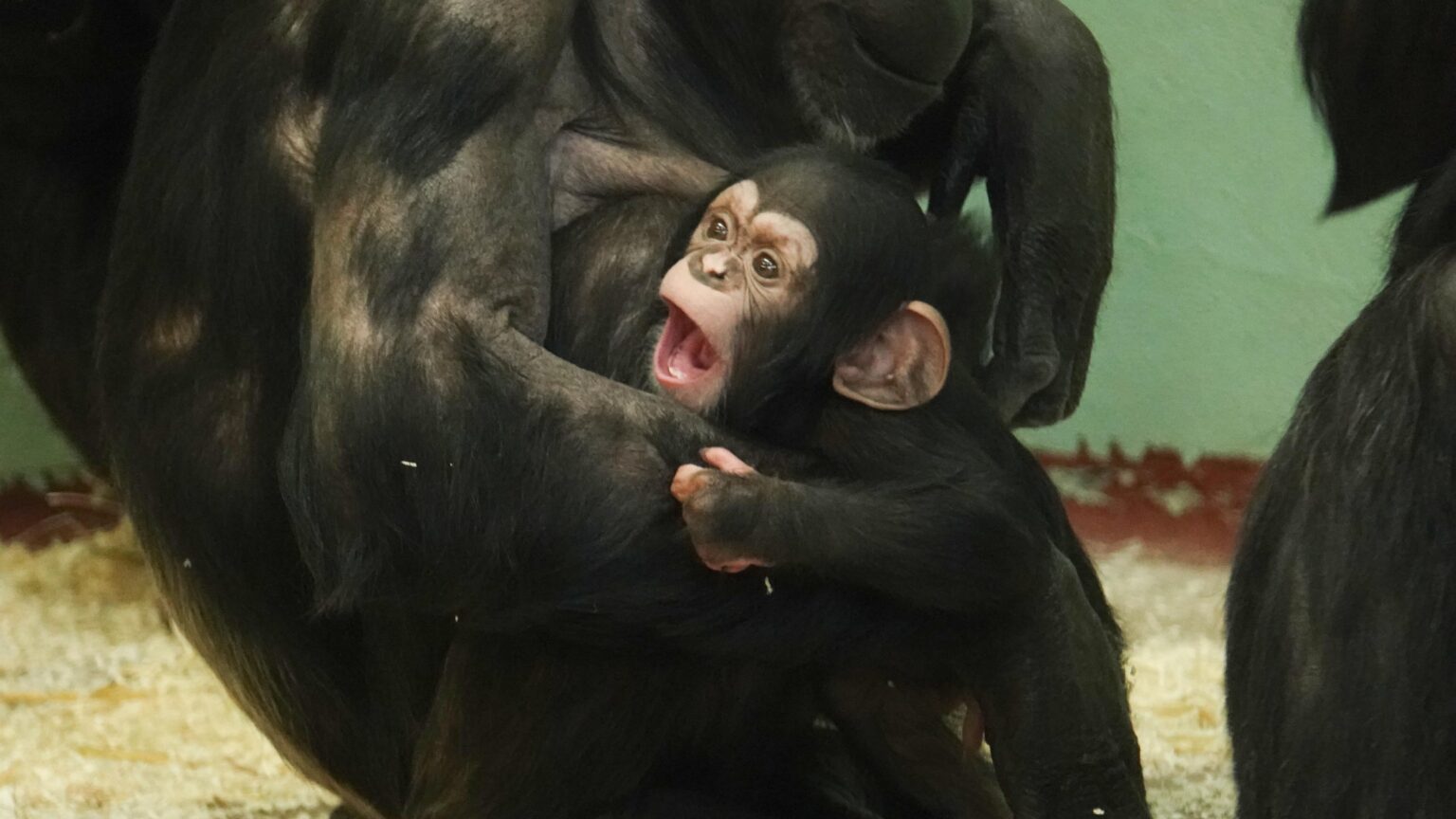 7 manieren hoe dieren met elkaar praten | Blog: Onderzoekcoördinator