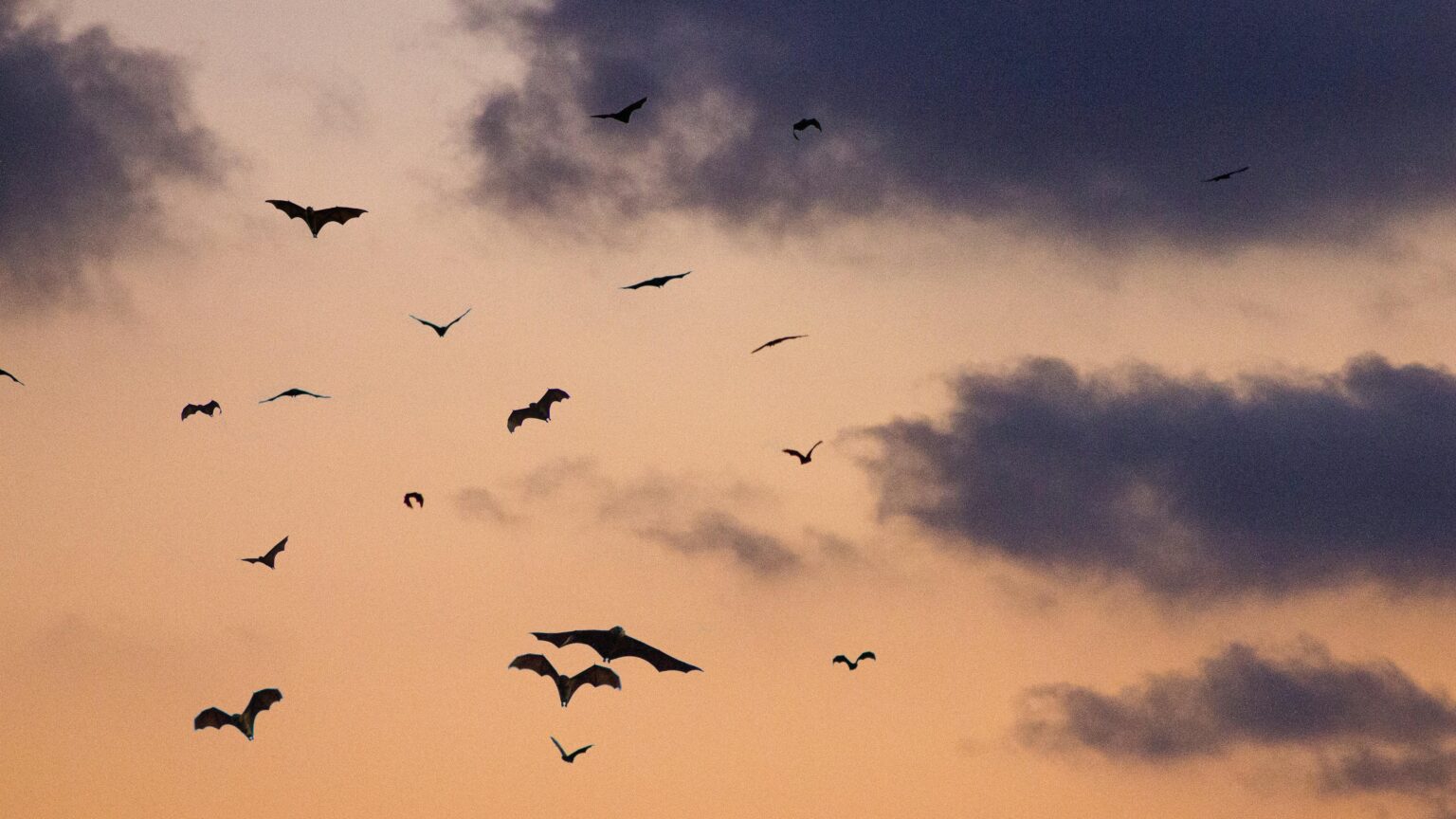 7 manieren hoe dieren met elkaar praten | Blog: Onderzoekcoördinator