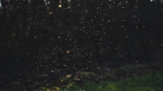 7 manieren hoe dieren met elkaar praten | Blog: Onderzoekcoördinator