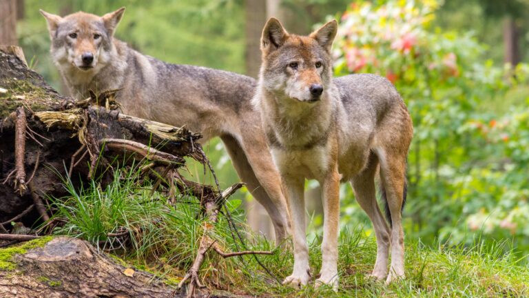 Samenleven met de wolf in Nederland? | Blog: Dierverzorger Marc Belt