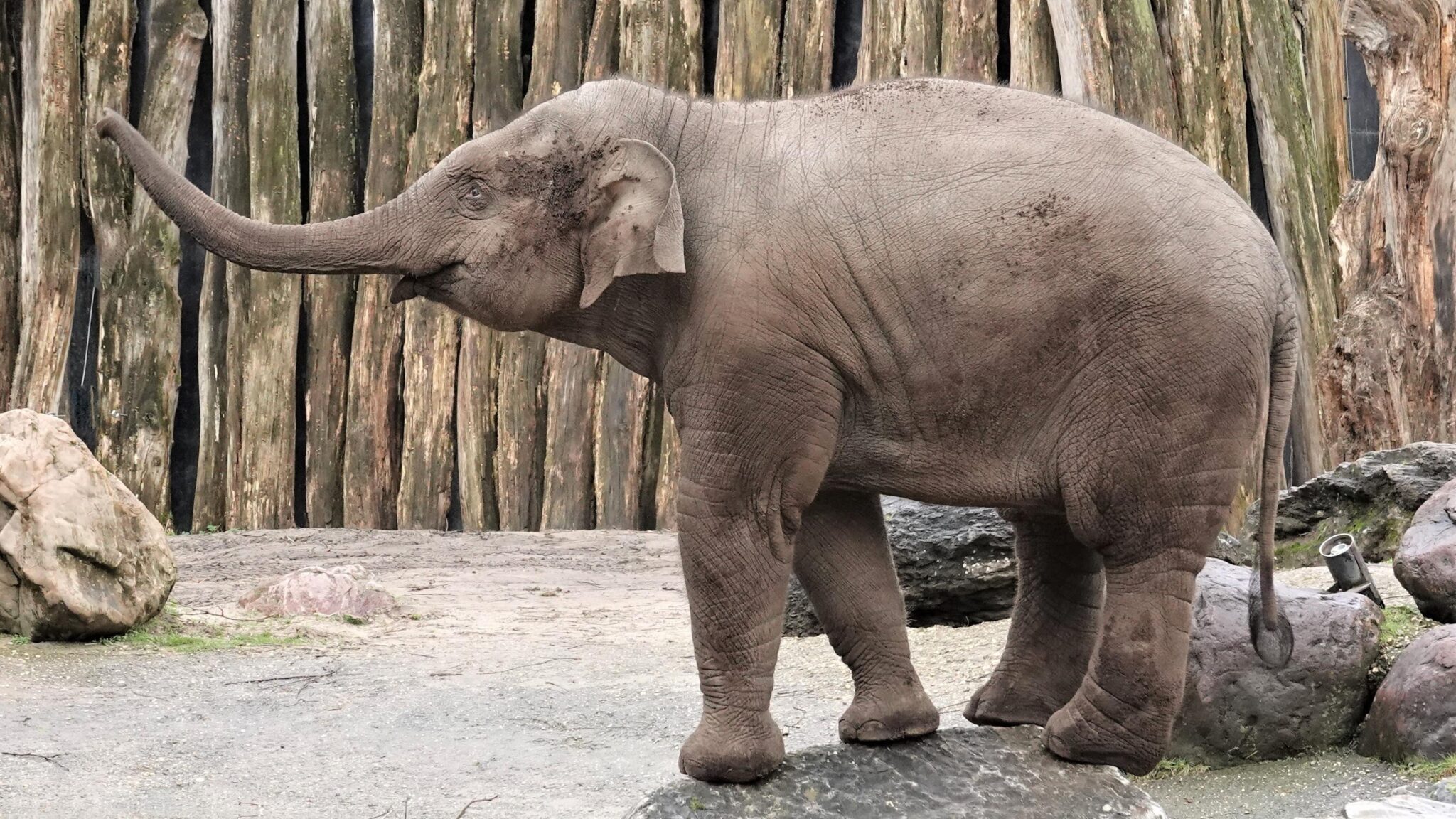 7 manieren hoe dieren met elkaar praten | Blog: Onderzoekcoördinator