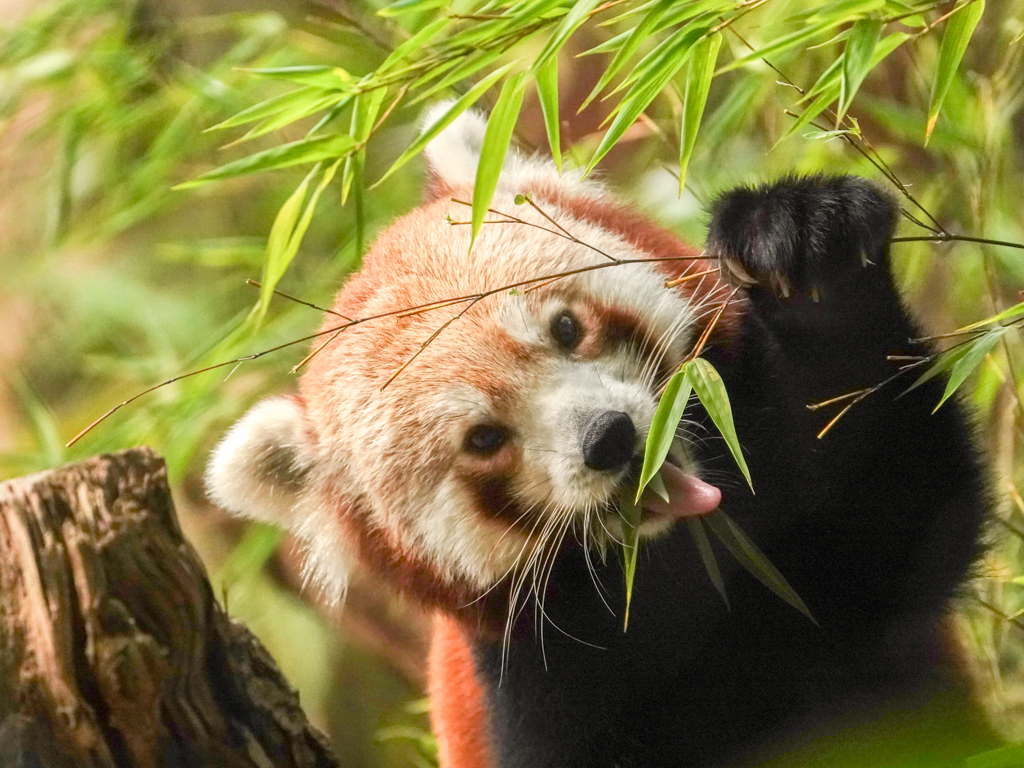 Na Maanden Weer Een Rode Panda DierenPark Amersfoort