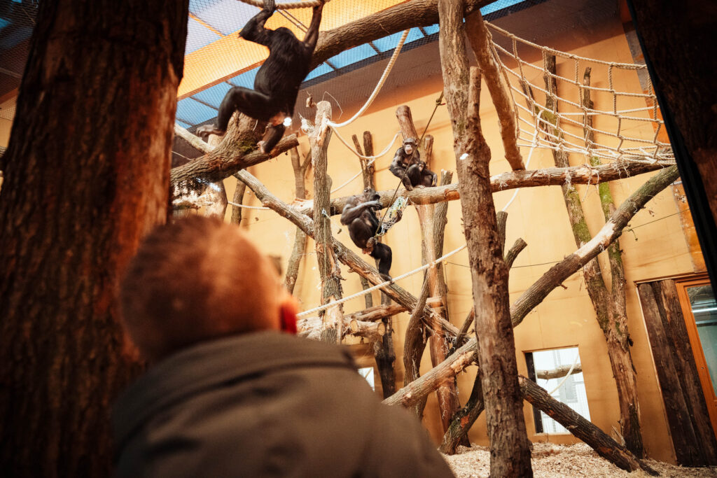 Chimpanseevallei - DierenPark Amersfoort