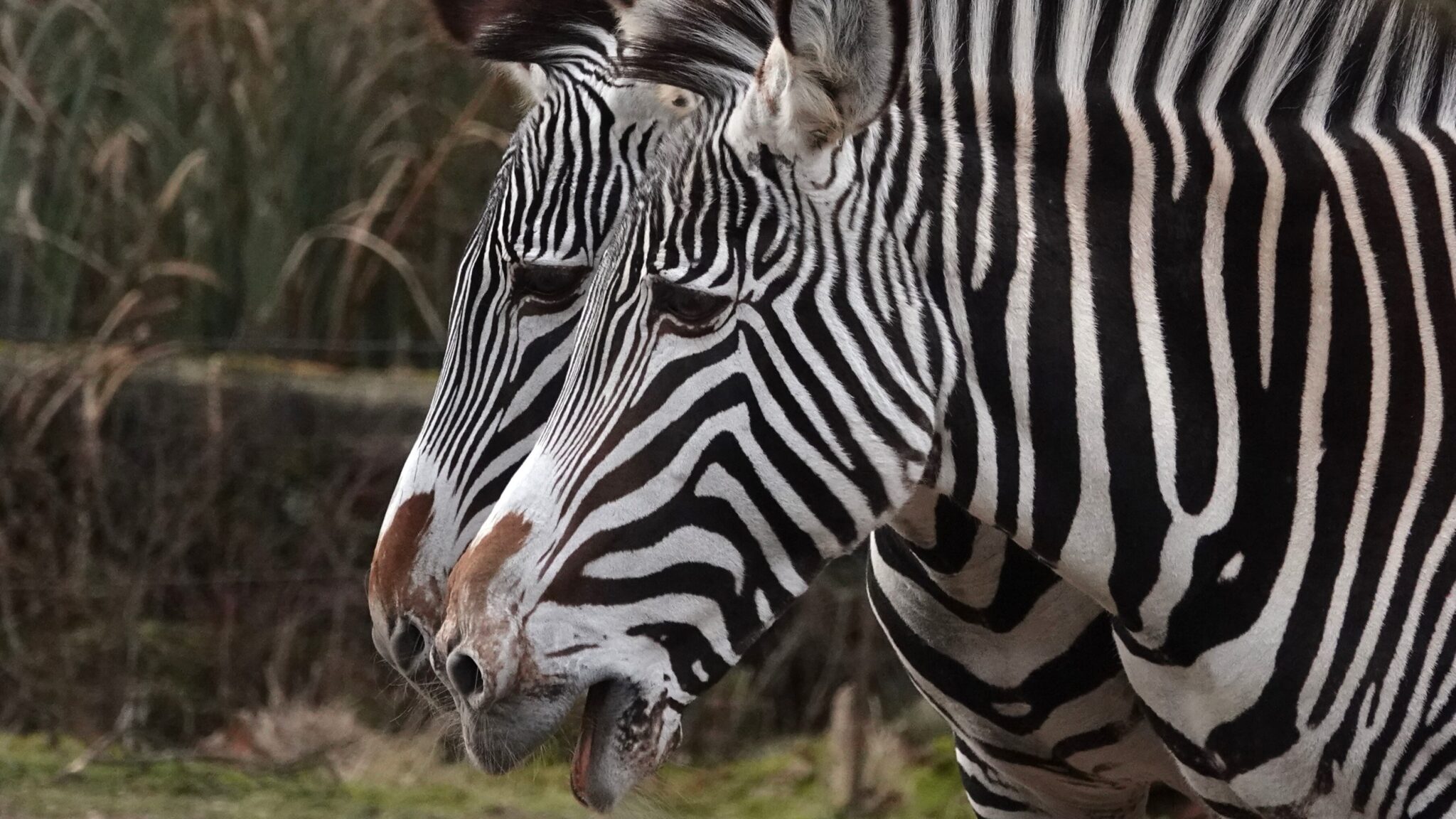 5 bijzondere dieren in de dierentuin | Blog: Carlijn Speksnijder