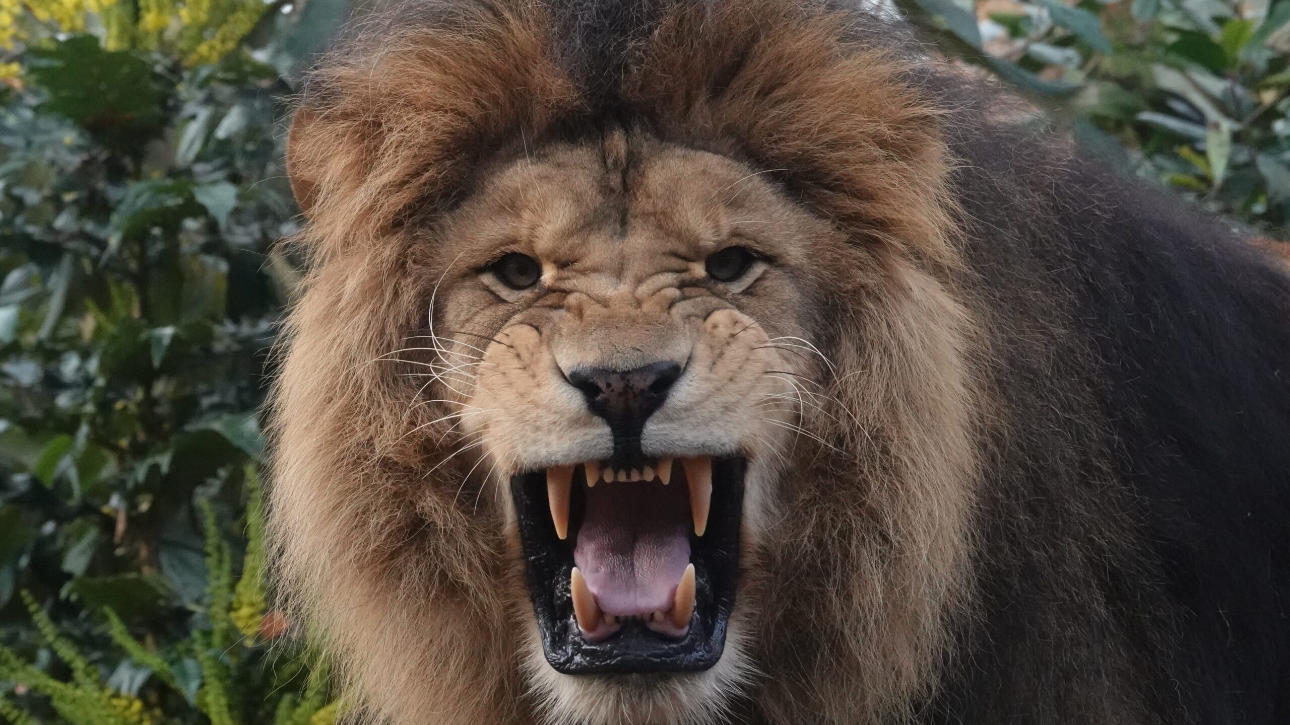 5 Bijzondere Dieren In De Dierentuin Blog Carlijn Speksnijder 5 Bijzondere Dieren In De Dierentuin Blog Carlijn Speksnijder