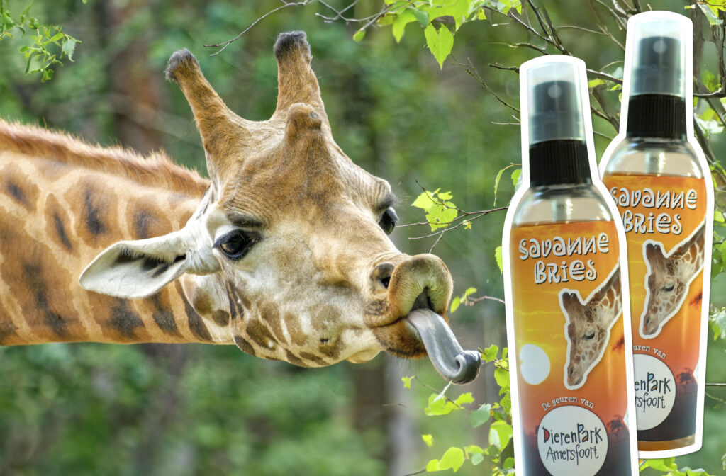 DierenPark Amersfoort lanceert huisparfums waar een luchtje aan zit