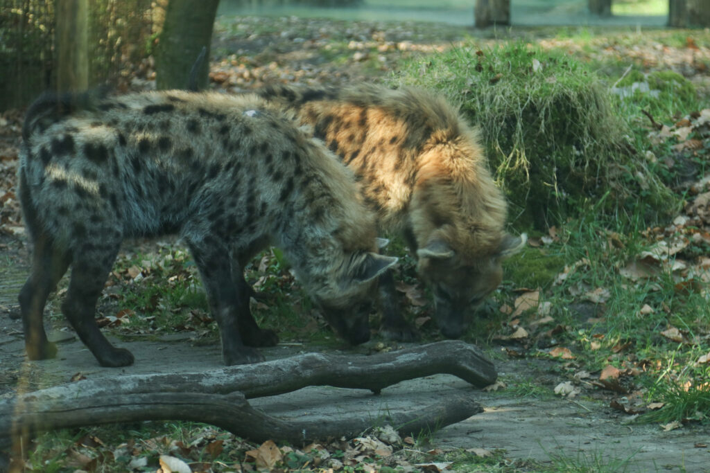 Maak kennis met hyena Maverick, eerste ontmoeting met Binti