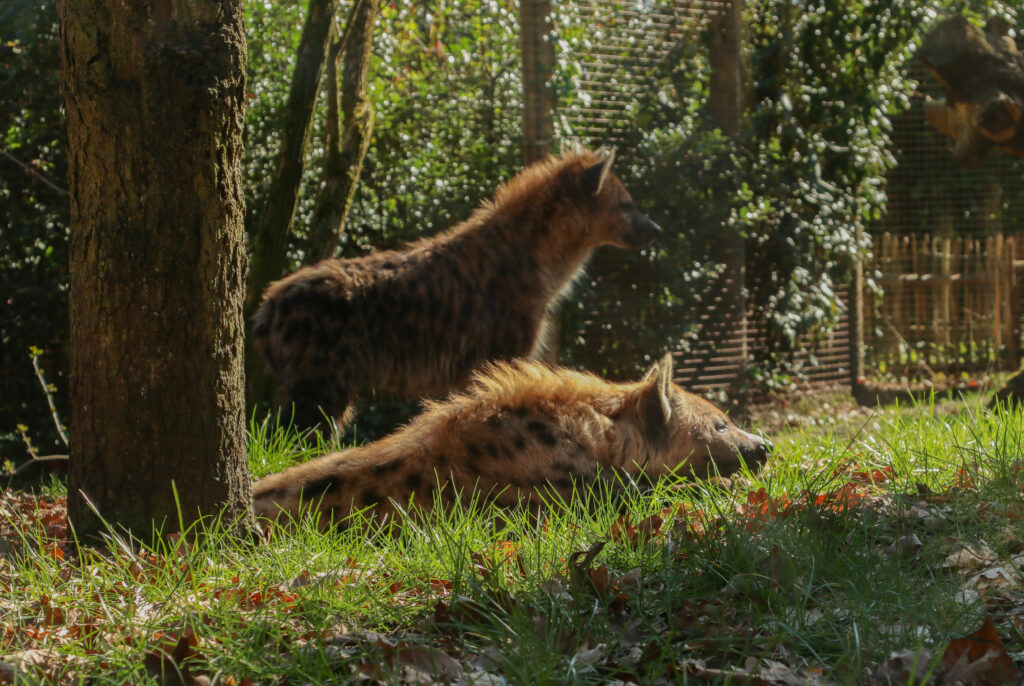 Maak kennis met hyena Maverick, eerste ontmoeting met Binti