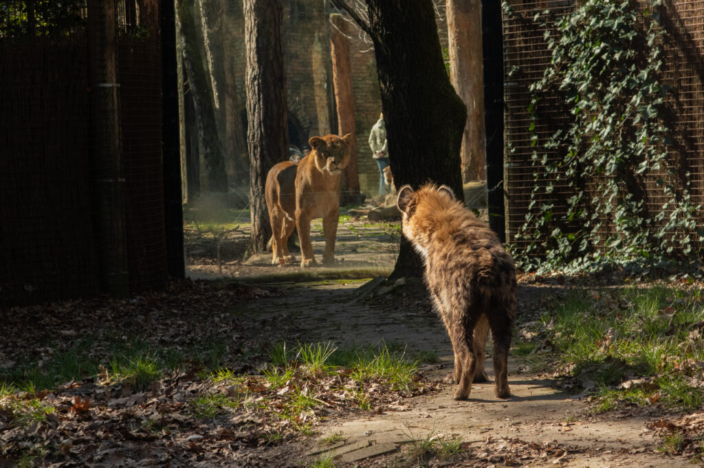 Maak kennis met hyena Maverick, eerste ontmoeting met Binti