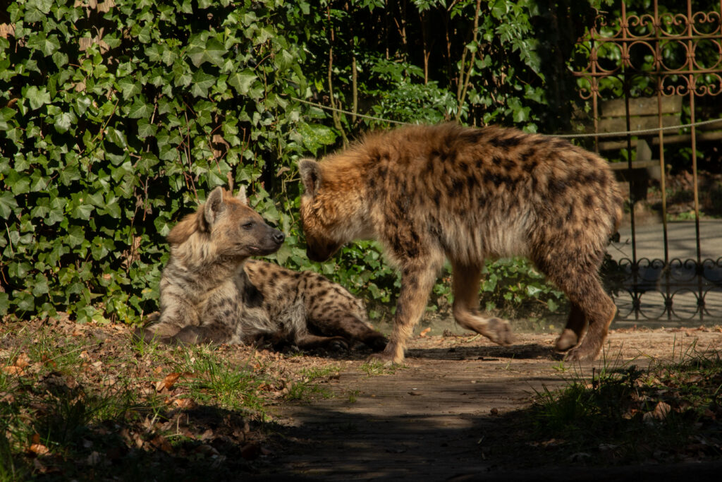 Maak kennis met hyena Maverick, eerste ontmoeting met Binti