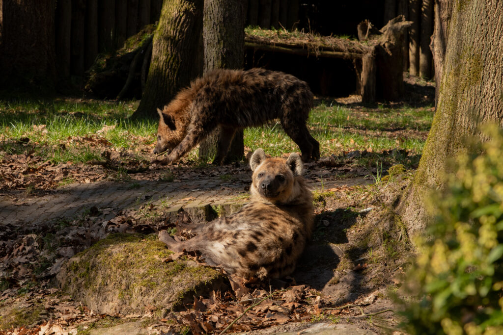 Maak kennis met hyena Maverick, eerste ontmoeting met Binti