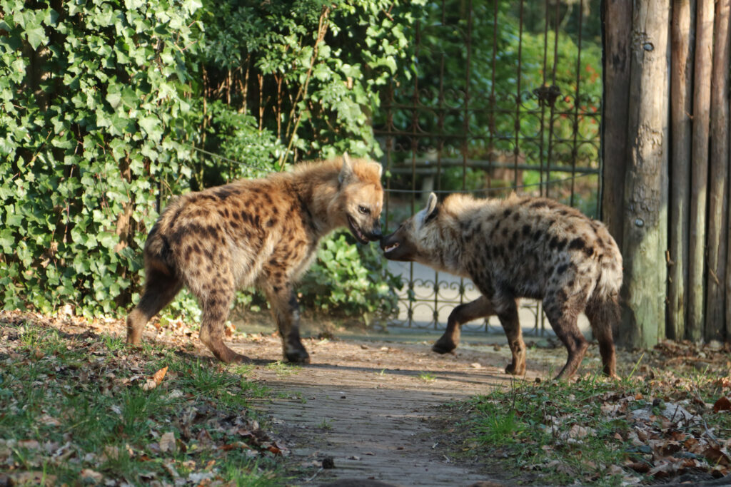 Maak kennis met hyena Maverick, eerste ontmoeting met Binti
