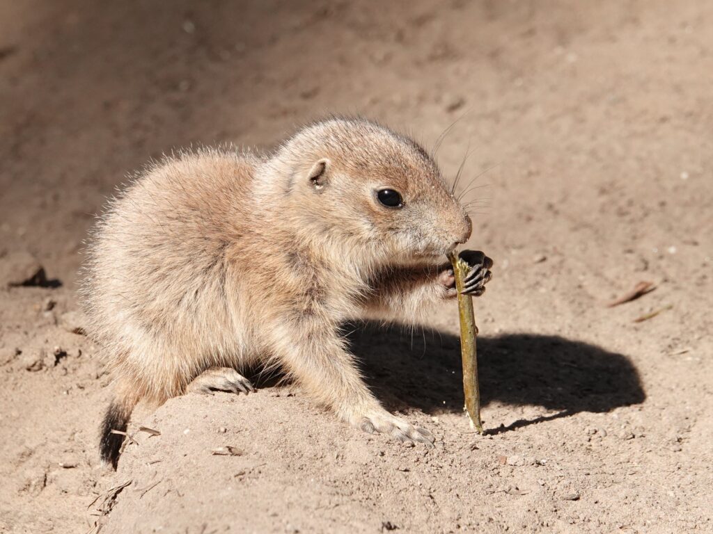 Tientallen prairiehondjes geboren in DierenPark Amersfoort
