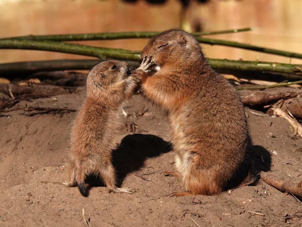 Tientallen prairiehondjes geboren in DierenPark Amersfoort