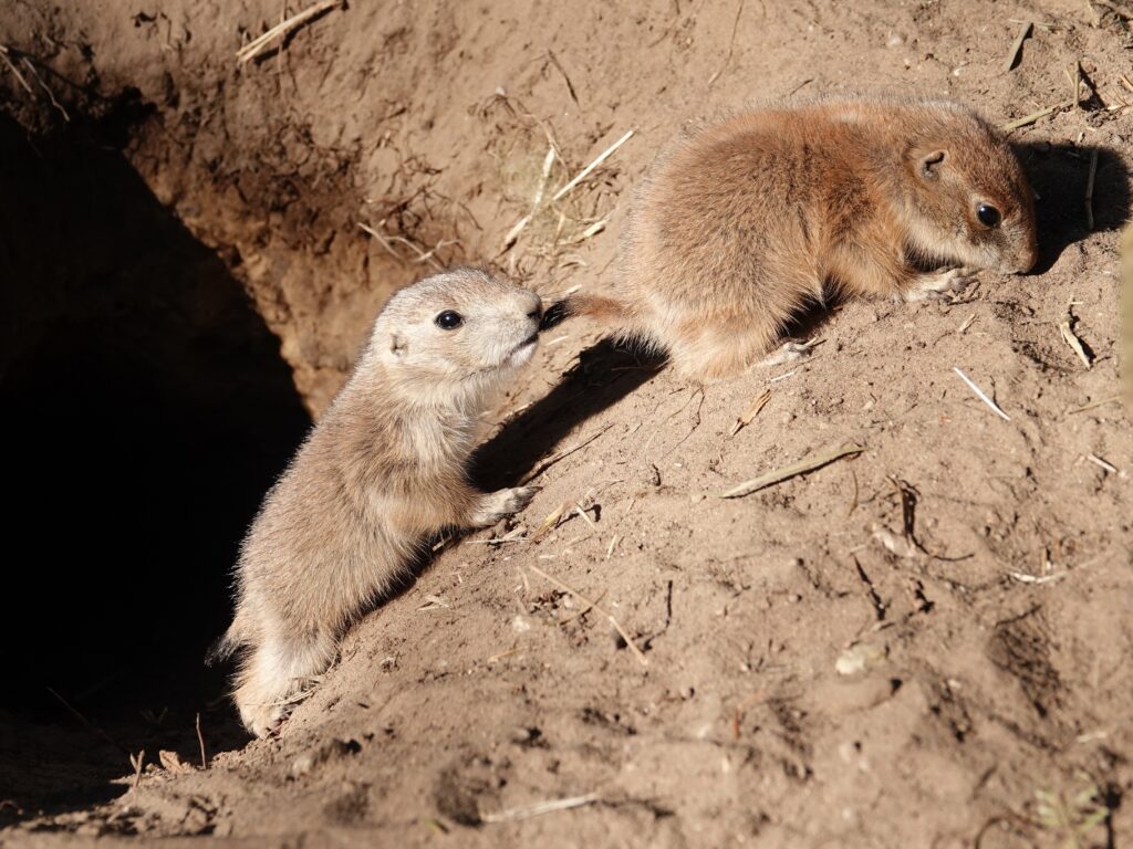 Tientallen prairiehondjes geboren in DierenPark Amersfoort