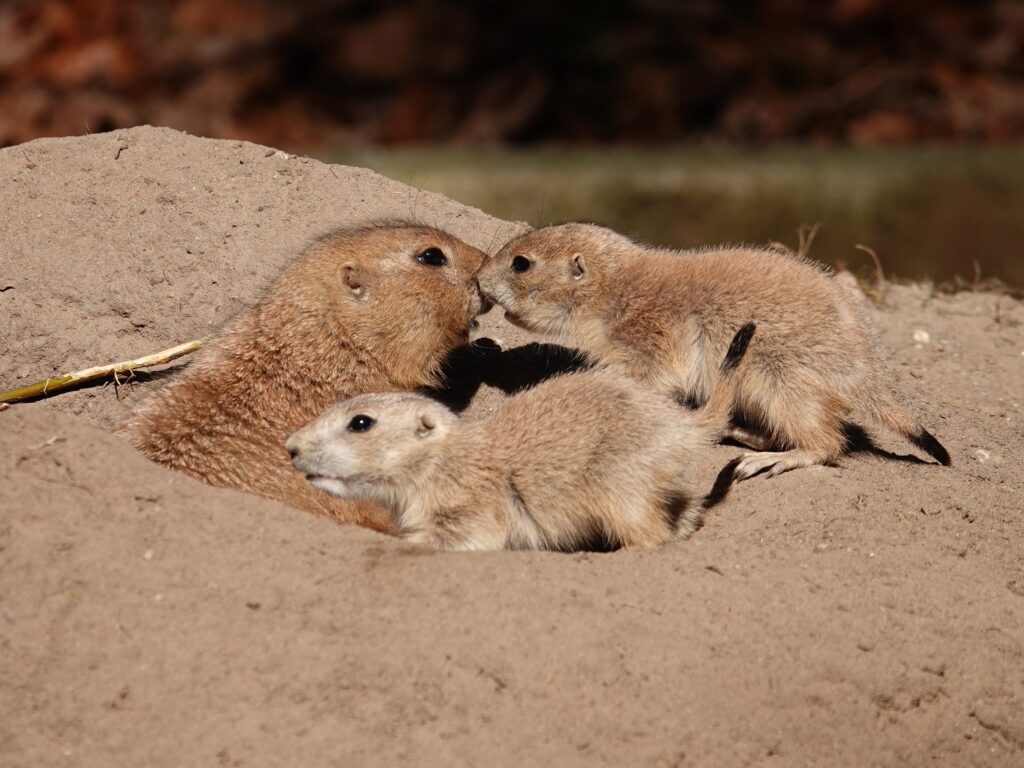 Tientallen prairiehondjes geboren in DierenPark Amersfoort