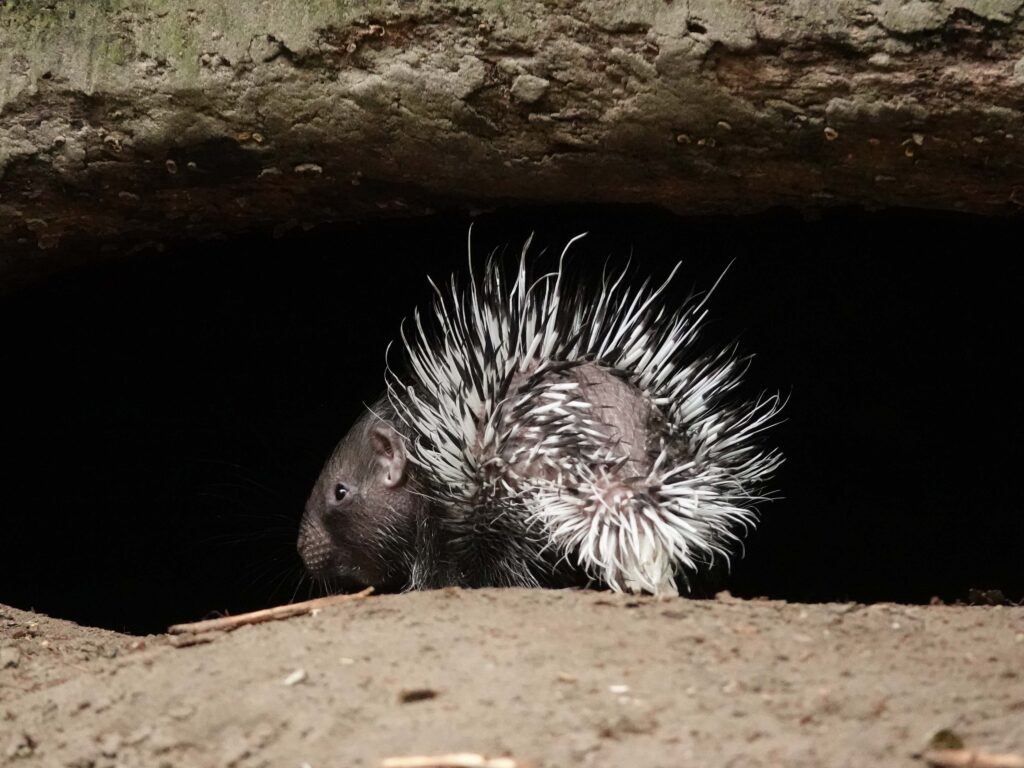 Stekelvarken geboren in DierenPark Amersfoort