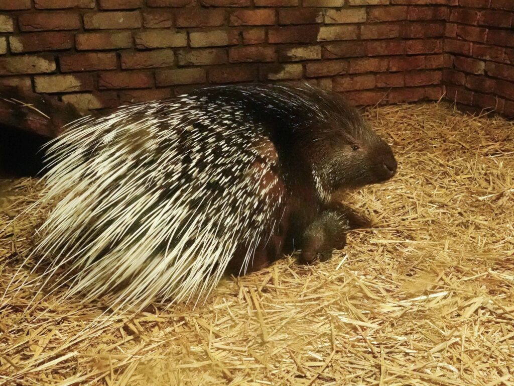 Stekelvarken geboren in DierenPark Amersfoort